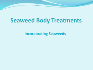 File - Seaweed Body Treatments