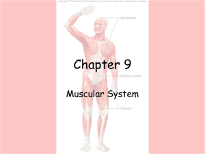 Muscular system ppt 1