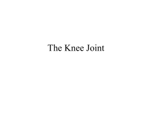 The Knee Joint