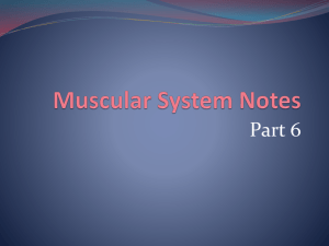 Muscular System Notes - Mount Carmel Academy