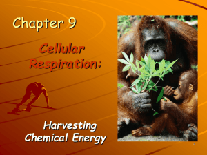 Cellular Respiration