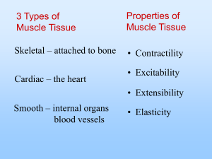 7. Skeletal Muscle Physiology
