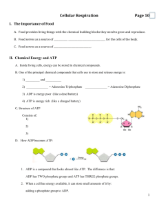Cell Respiration Note Sheets (NB pages 10-14)