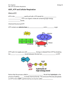 ATP and ADP Basics