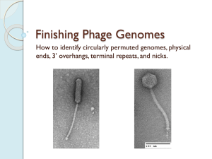 Powerpoint: Phage Genome Ends