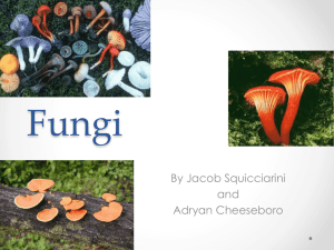 Fungi - albionapbiology