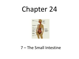 The small intestine