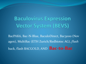 Baculovirus expression system
