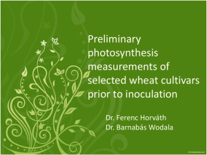 Preliminary photosynthesis measurements of selected wheat