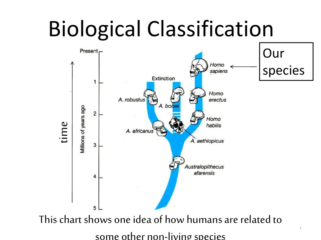 Species Classification Chart