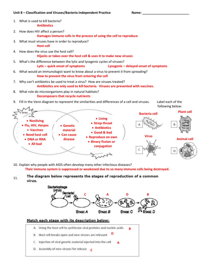Unit 20 – Classification and Viruses/Bacteria Independent Practice Pertaining To Virus And Bacteria Worksheet Answers