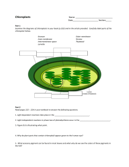 Chloroplasts Worksheet