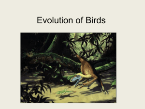 Bird Evolution Lecture - CHS Science Department: Jay Mull