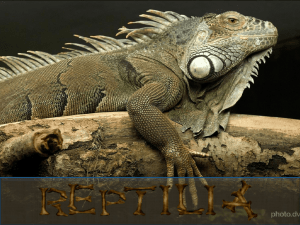 class_reptilia