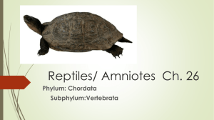 Reptiles Ch. 26