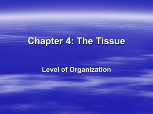 Chapter 4: The Tissue