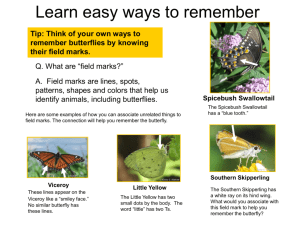 How to identify butterflies