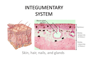 integumentary system - AP Biology