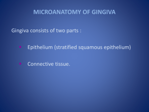 MICROANATOMY OF GINGIVA