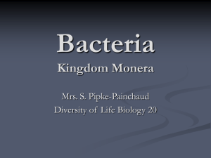 Bacteria Powerpoint