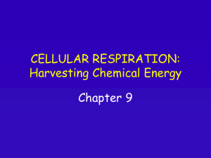 CELLULAR RESPIRATION: Harvesting Chemical Energy