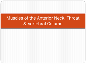 Muscles of the Anterior Neck, Throat & Vertebral Column