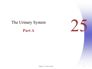 Chapter 25: Urinary System