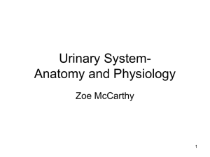 Urinary System- Anatomy and Physiology
