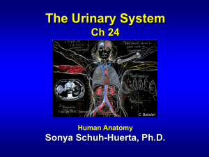Ch24.Urinary.System.Lecture_1