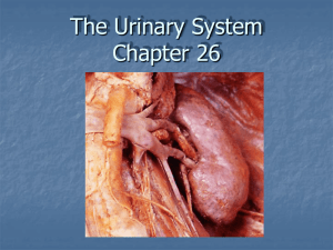The Urinary System Chapter 18