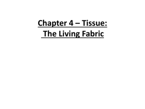 Chapter 4 * Tissue: The Living Fabric