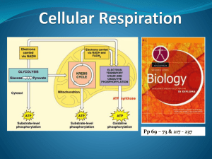 Cellular Respiration - IBDPBiology-Dnl