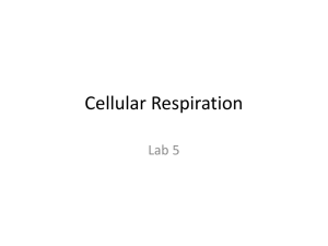 Cellular Respiration