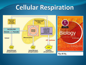 Cellular Respiration - DAVIS-DAIS