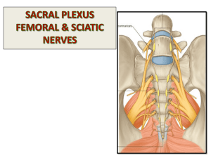 Sacral Plexus, Sciatic And Femoral nerves