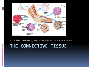 The connective tissue