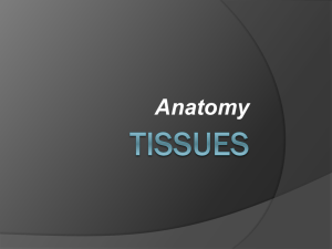 Loose connective tissue