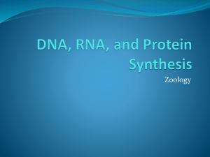 DNA, RNA, and Protein Synthesis