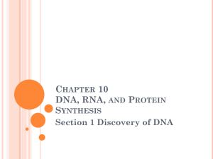 Chapter 10 DNA, RNA, and Protein Synthesis
