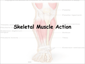 Skeletal muscle action - Effingham County Schools