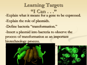 Bacterial Transformation Using the pGLO gene