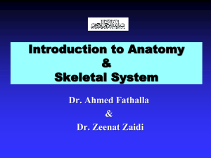 Anatomical Terminology, Skeletal system