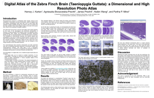 ( - 4.96MB) - The Zebrafinch Brain Architecture Project