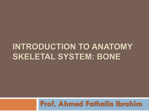1-Anatomical terms