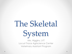 The Skeletal System - Locust Trace Veterinary Assistant Program