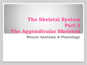 The Skeletal System Part 2 The Appendicular Skeleton
