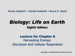 Honors Biology Cellular Respiration Power Point