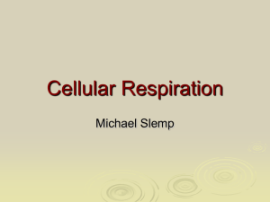 stage 1 of cellular respiration