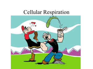 Cell Respiration