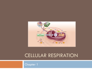 Cellular Respiration - MF011 General Biology 2
